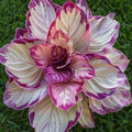 Velvet Flame Calathea Seeds - 25+ Premium Seeds for Garden Planting - Goeppertia majestica - USA Harvested