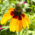 Clasping Coneflower Seeds - Yellow Dracopis Rudbeckia - 2025 Planting