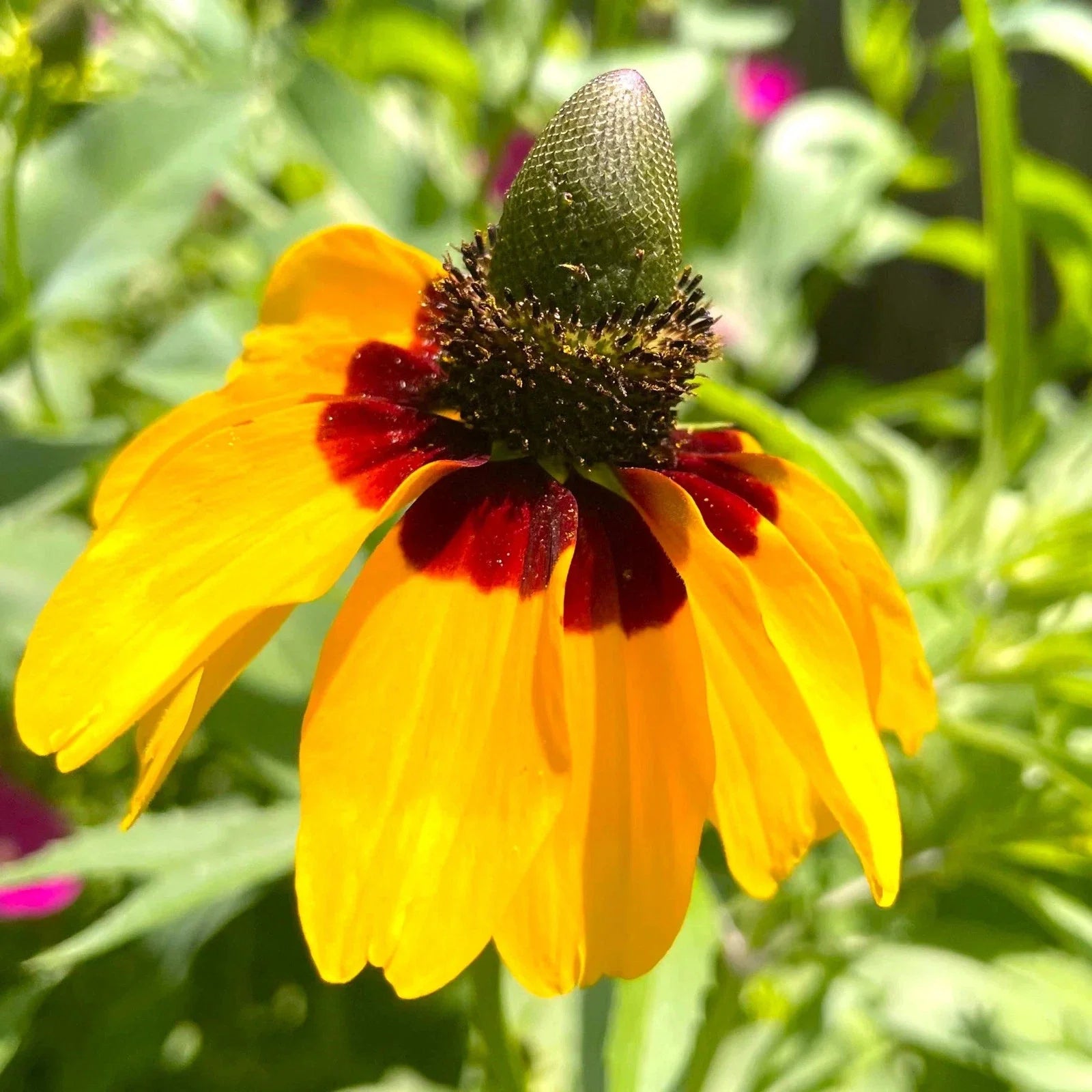 Clasping Coneflower Seeds - Yellow Dracopis Rudbeckia - 2025 Planting