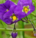 Thunbergia Erecta 'King's Mantle' Purple 6" Live Flower Plant Cuttings - 7 Unrooted Cuttings for Home Gardening