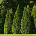Oriental Arborvitae Seeds - 10 Pack - Thuja Orientalis - Garden Decoration, Landscaping, Evergreen Plants