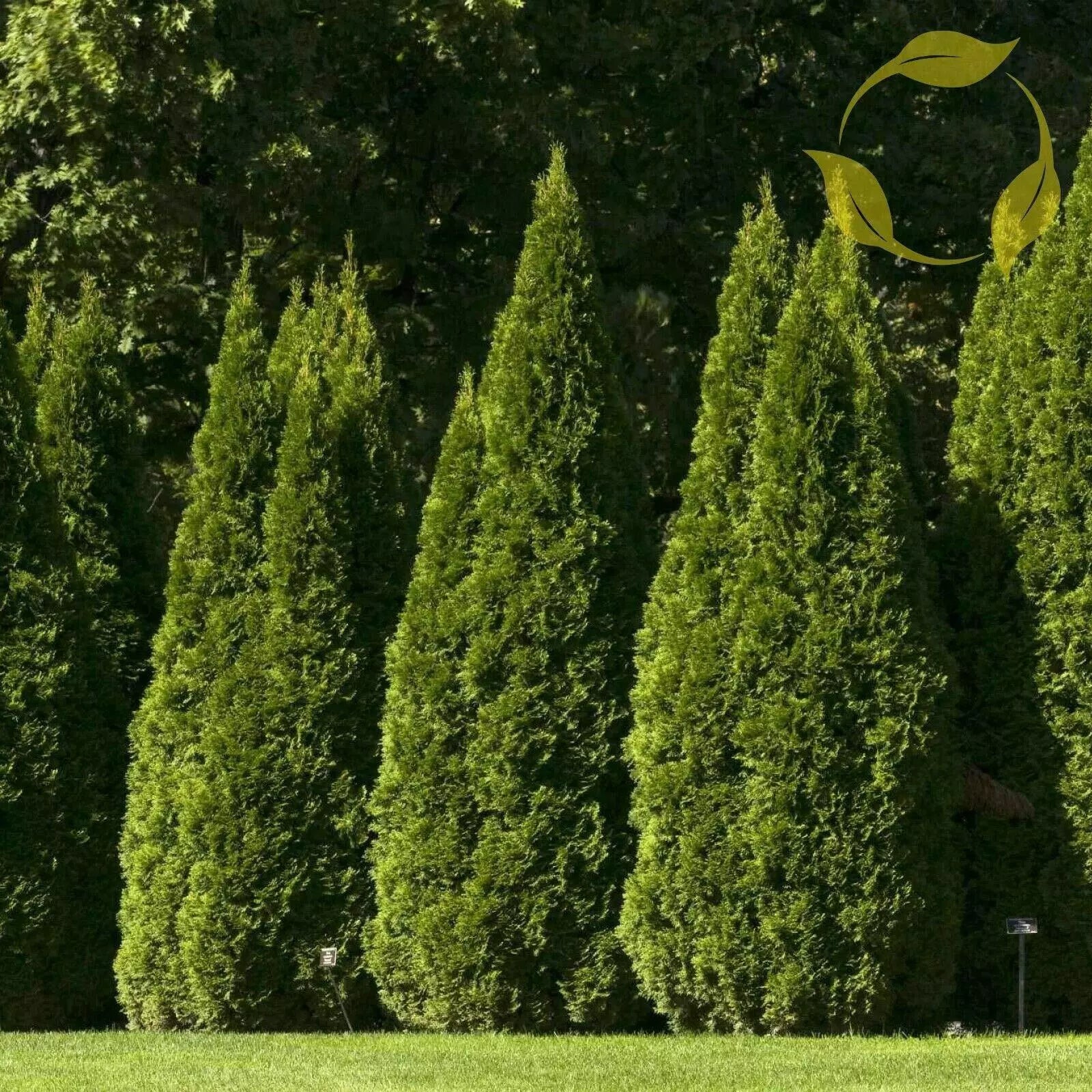 Oriental Arborvitae Seeds - 10 Pack - Thuja Orientalis - Garden Decoration, Landscaping, Evergreen Plants
