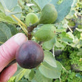 LSU Purple Fig Plant - Live Rooted Cutting, Self-Pollinating, Potted Plant for Zones 7-10, Ficus carica 'LSU Purple'