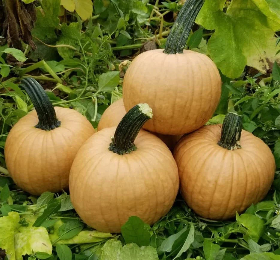 Hot Chocolate Pumpkin Seeds for Planting - 10 Seeds - Cucurbita pepo - Heirloom Variety