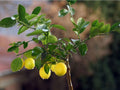 Organic Lemon Seeds, 10 Seeds, Citrus × limon, Fresh Fruit Tree, Medicinal Plant