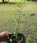 Pomegranate Plant 12-15" Tall Seedling Punica Edible Fruit Medium Sunlight Oplantgarden