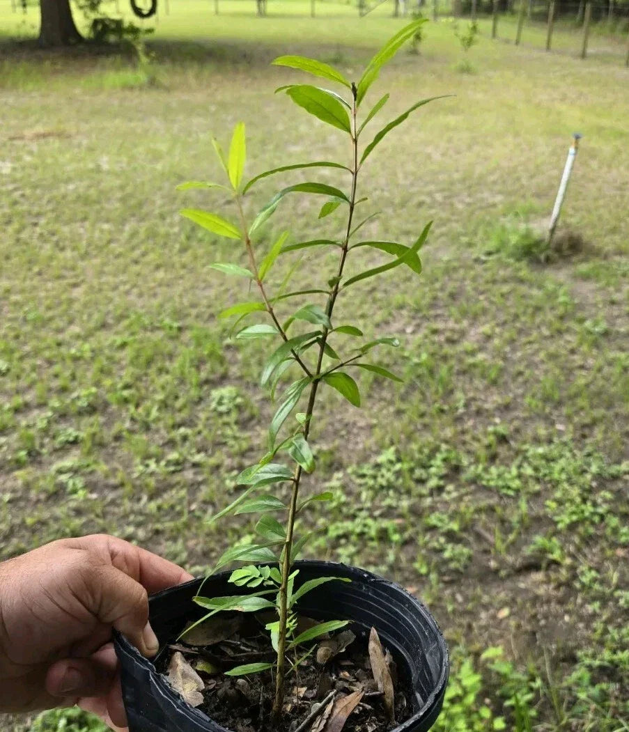 Pomegranate Plant 12-15" Tall Seedling Punica Edible Fruit Medium Sunlight Oplantgarden