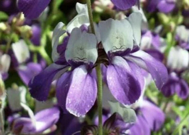 Chinese House Flower Seeds - 100 Fresh Purple Seeds - Ideal for Home Gardening - Free Shipping - Perfect for Indoor Plants