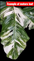 Monstera Lechleriana Albo Rooted Plant in 4" Pot - Rare Variegated Houseplant (Monstera lechleriana)
