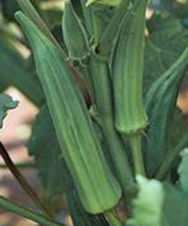 Okra Seeds - 100 Heirloom Non-GMO Emerald Variety - Garden Okra Seeds (Abelmoschus esculentus)