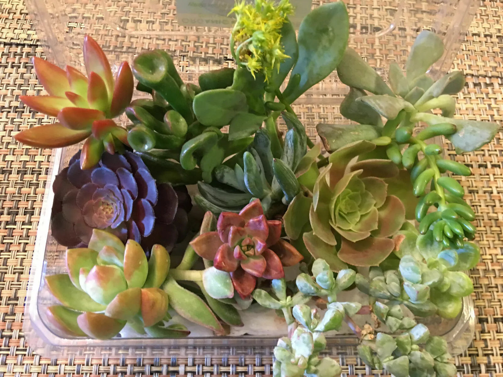 Succulent Cuttings Set of 12 - Prefix Variety for Design & Propagation - Ideal for Plant Lovers, Garden Decor