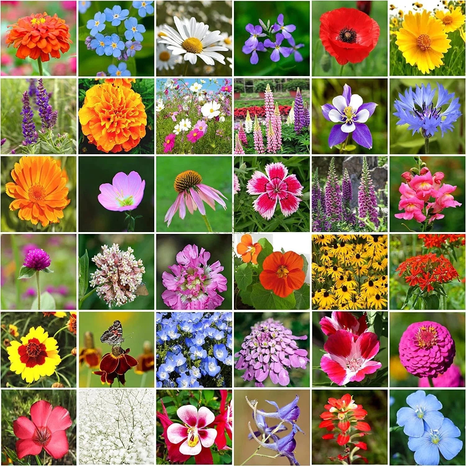 Wildflower Seeds Bulk Package - 10,000+ Seeds, 34 Varieties, Perennial Mix for Gardens - Wildflower Seed Packet