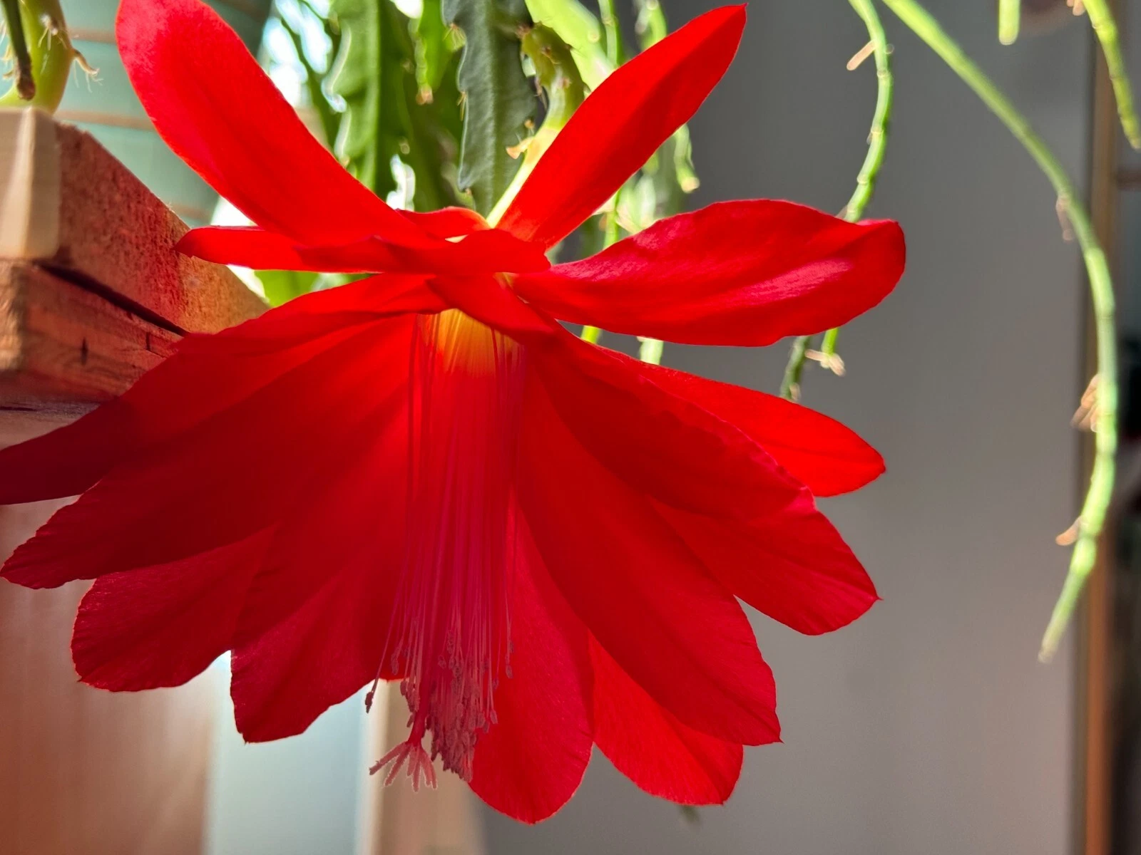 Red Epiphyllum Orchid Cactus Cuttings – 6 Live Unrooted Cuttings 6–8 Inch Long for Propagation
