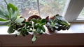 Succulent Cuttings Mix - 10 Assorted Varieties - Live Plants - Perfect for Terrariums and Home Decor - Succulent Mix