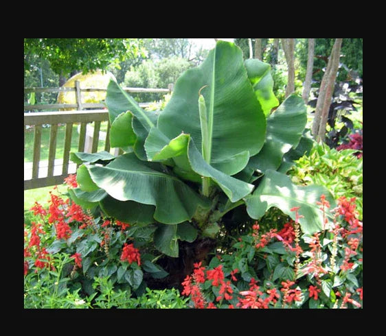 Little Prince Musa Banana Plant - Small Rooted Starter Plant - Exotic Tropical Variety - Musa acuminata
