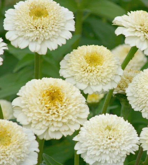 Zinderella White Zinnia Seeds - 100+ Pack for Garden Planting - Zinnia elegans - USA