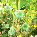 Thai Eggplant Seeds | Green Brinjal Aubergine | Baby Asian Seeds | Solanum melongena | 2025