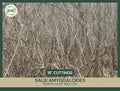 Fresh Unrooted Cuttings | Peach-Leaf Willow | Salix amygdaloides | 18" Fast-Growing Plant Cuttings