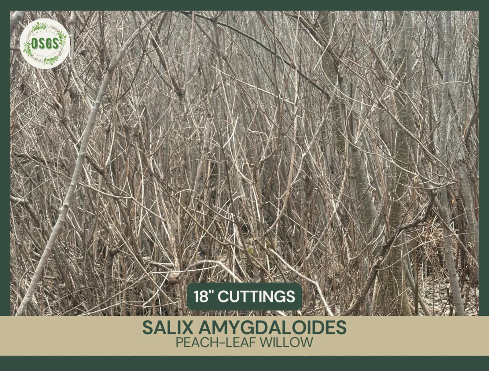 Fresh Unrooted Cuttings | Peach-Leaf Willow | Salix amygdaloides | 18" Fast-Growing Plant Cuttings