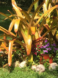 Giant Bromeliad Aechmea Blanchetiana 16" Pup Red Orange Full Sun Plant