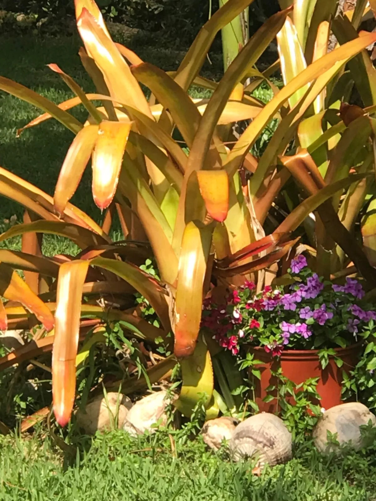 Giant Bromeliad Aechmea Blanchetiana 16" Pup Red Orange Full Sun Plant