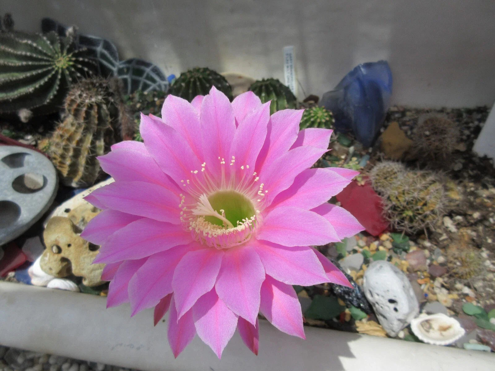 Echinopsis 'Gary Brandfeller' Hybrid 5" Lavender Cactus with 1 Pup - Unique Succulent Plant for Home Decor