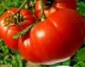 Mortgage Lifter Tomato Seeds - Organic Heirloom Variety for Containers - Easy to Grow, Non-GMO Vegetable Seeds