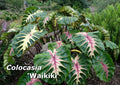 Colocasia 'Waikiki' Elephant Ear Plant 3" Pot Rooted