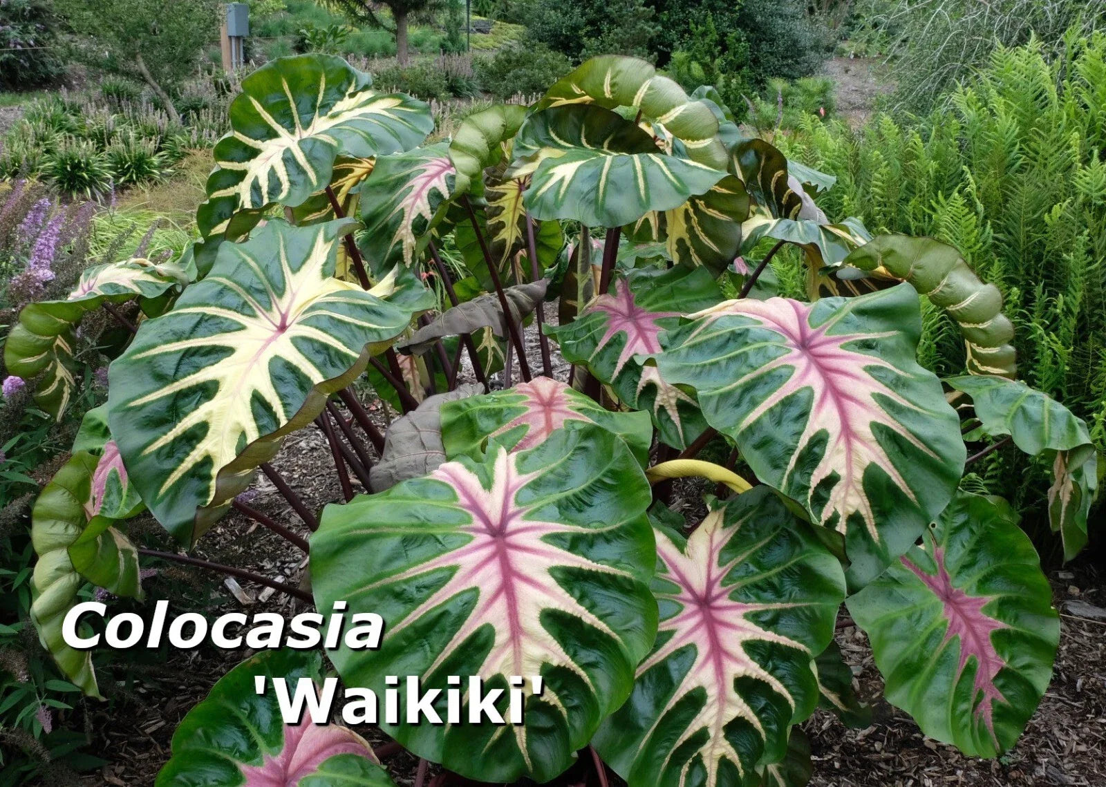 Colocasia 'Waikiki' Elephant Ear Plant 3" Pot Rooted