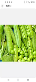 Organic Green Arrow Pea Seeds Non-GMO Heirloom 1oz 100-125 Seeds Pisum sativum