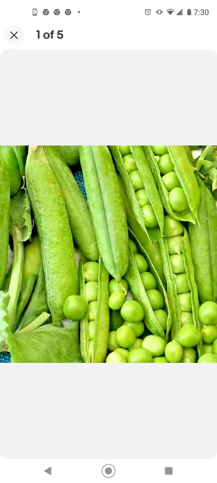 Organic Green Arrow Pea Seeds Non-GMO Heirloom 1oz 100-125 Seeds Pisum sativum