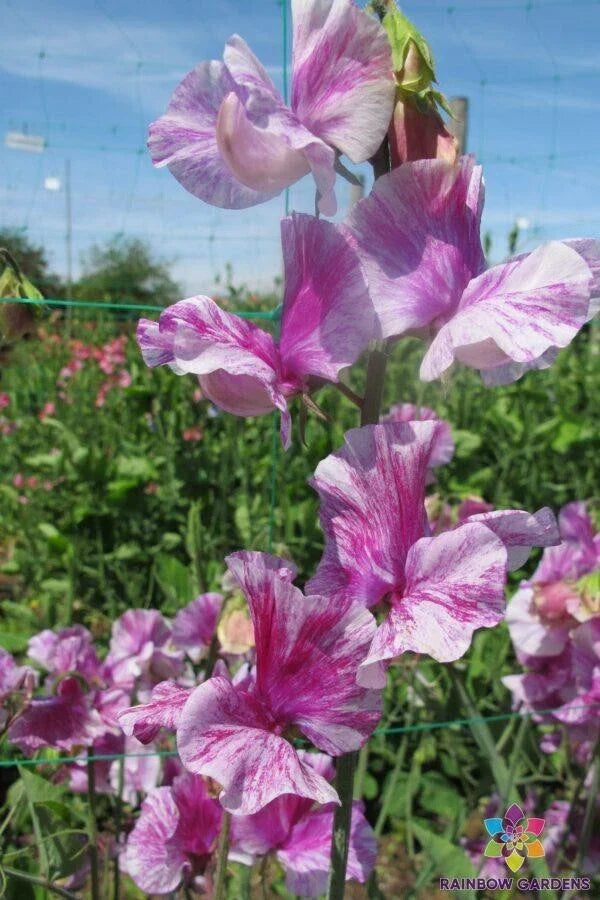 Pandemonium Sweet Pea 50 Seeds - for Garden Planting - Lathyrus odoratus - USA - Free Shipping