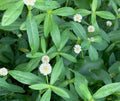 10 Marginal Bog Live Plants - Alligator Weed - Easy to Grow Aquatic Accent - (Alternanthera philoxeroides)