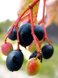 Nannyberry Tree Seeds - 20 Pack | Edible & Medicinal Shrub | Viburnum lentago