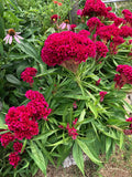 Cockscomb Pink Celosia Seeds - 500 Organic Seeds - Celosia Cristata - USA Grown, Free Shipping