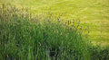 Timothy Grass Seeds, 2,000 Seeds, Climax Variety, Cover Crop for Deer & Wildlife Food Plots, Phleum pratense