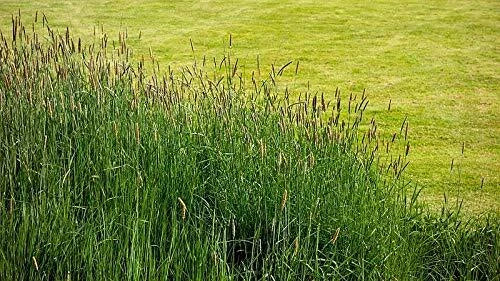Timothy Grass Seeds, 2,000 Seeds, Climax Variety, Cover Crop for Deer & Wildlife Food Plots, Phleum pratense