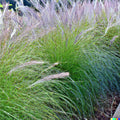 Ornamental Grass Seeds Pack | 1,000+ Big Blue Variety | Andropogon gerardii Landscaping Marvel