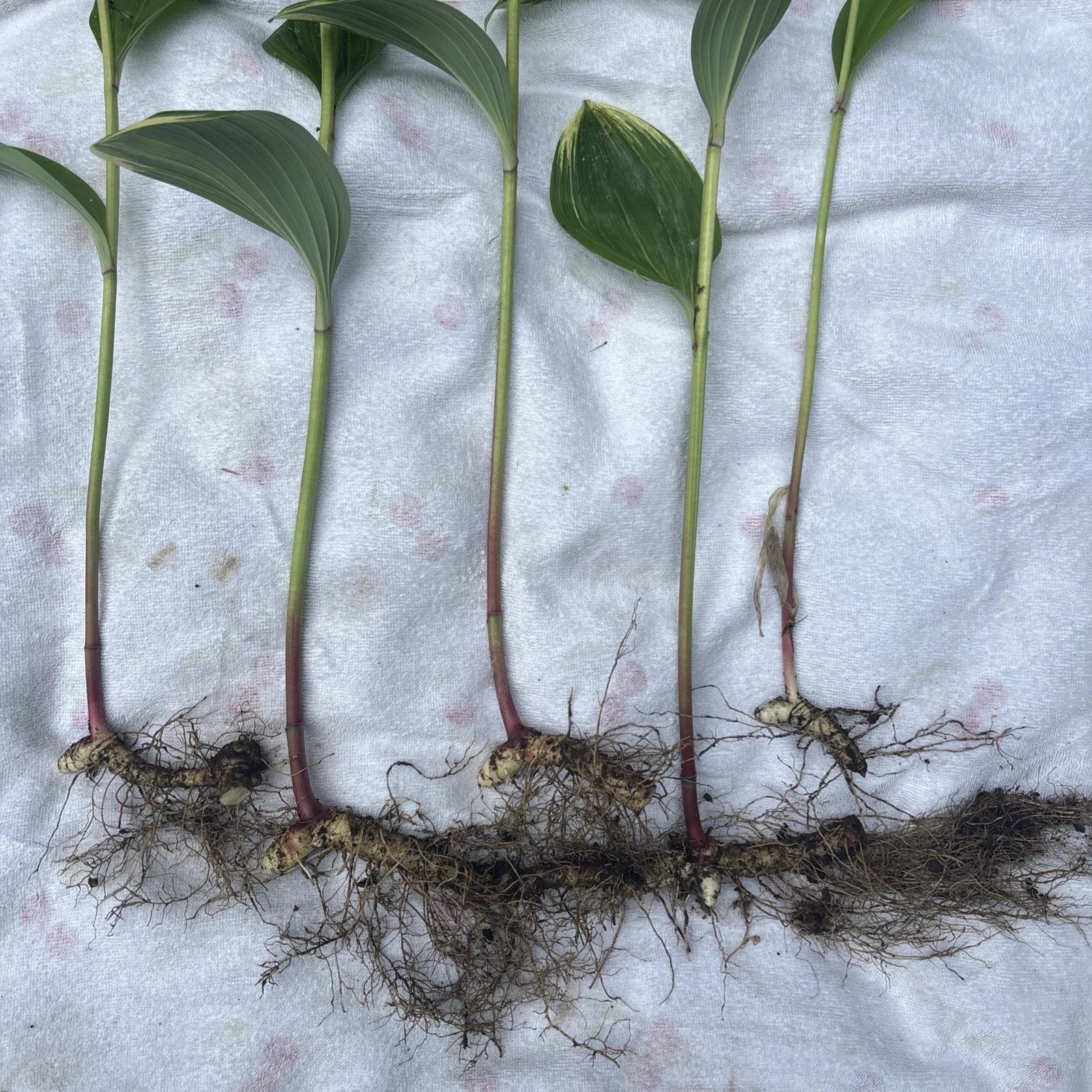 Variegated Leaf Solomon's Seal Live Plants - 5 Bare Root Rhizomes - Polygonatum biflorum