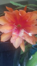 Epiphyllum Orchid Cactus Cutting, 8" Size, "Mystery" Variety, Unique Succulent Plant