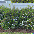 Dwarf Myrtle Hedge Bush Seeds | 20+ Seeds | Fragrant White Flowering | Myrtus Communis