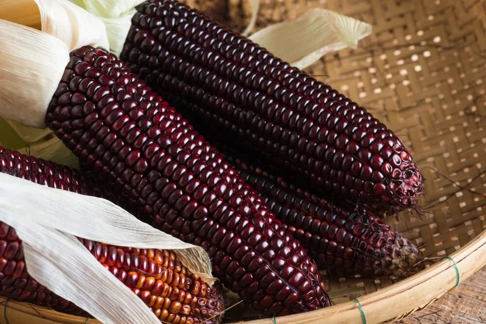 Purple Corn Seeds - 50 Pack - Bootlegger Variety - Zea mays