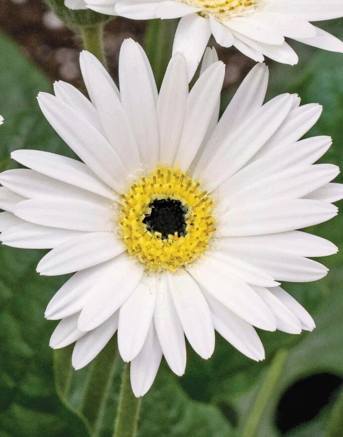 Gerbera Sweet Frosting Daisies Live Plant 3-5" Tall Pink White Blooms Gerbera Jamesonii