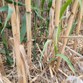 Giant Reed Grass Plants - 3 Pack - Arundo Donax - Elephant Grass, Giant Cane, River Reed