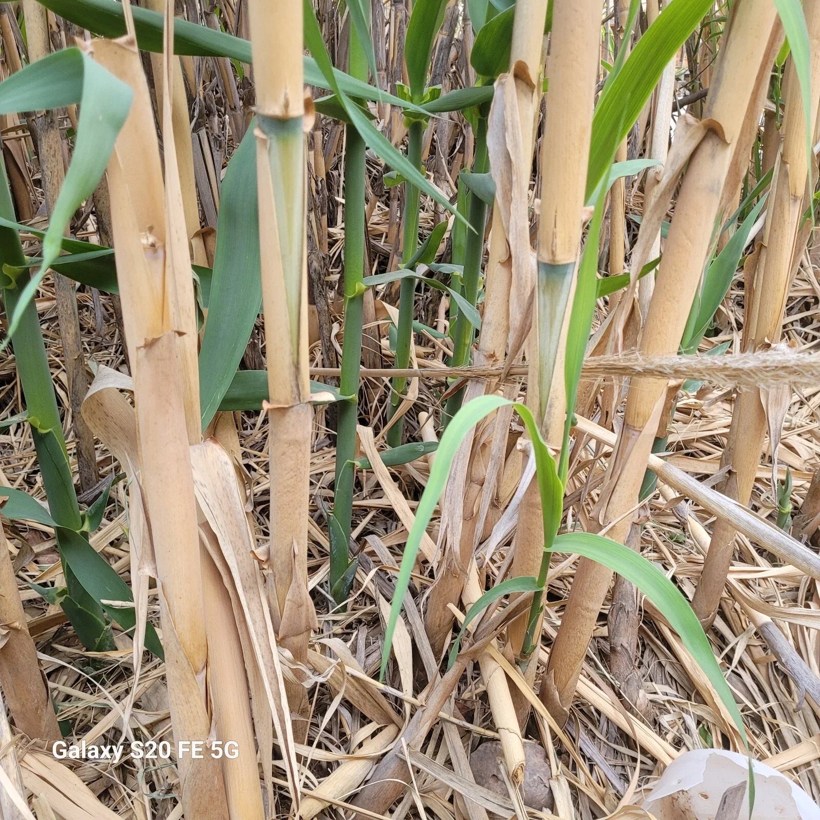 Giant Reed Grass Plants - 3 Pack - Arundo Donax - Elephant Grass, Giant Cane, River Reed