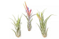 XL Tillandsia Caput Medusae Air Plants - Pack of 5 - Easy Care Indoor/Outdoor Live Plants - Sustainably Farmed