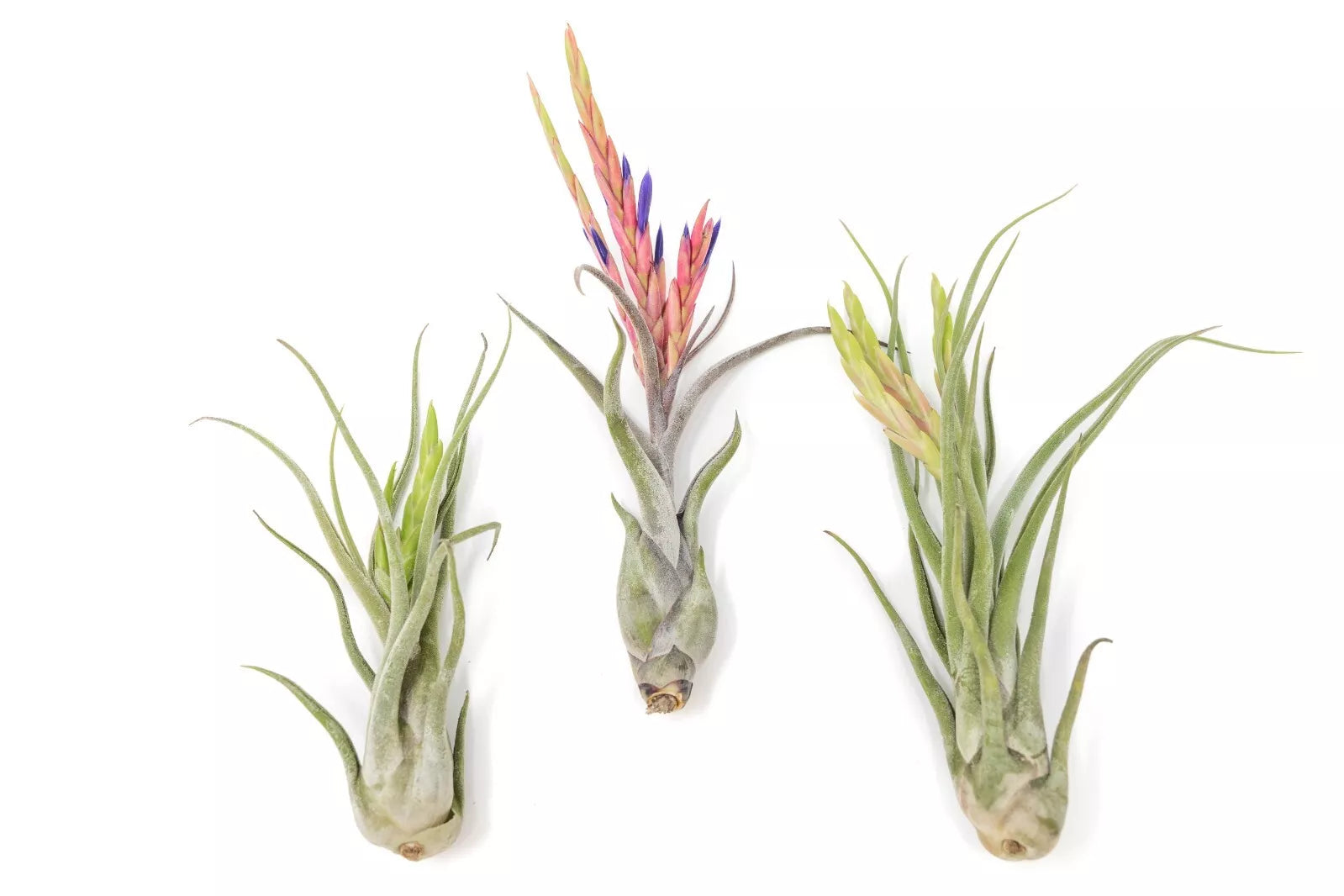 XL Tillandsia Caput Medusae Air Plants - Pack of 5 - Easy Care Indoor/Outdoor Live Plants - Sustainably Farmed