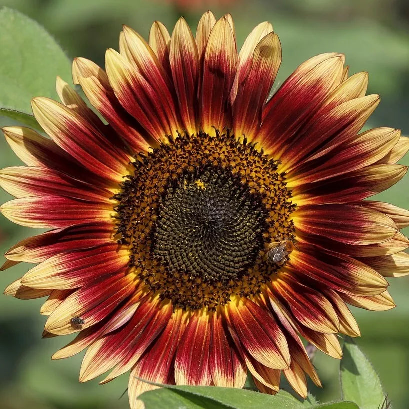 Evening Sun Sunflower Seeds 30+ Pack Annual Flowers for Garden Pollinators Helianthus annuus