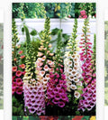 Foxglove Seeds - 1000 Heirloom Non-GMO Seeds - Digitalis purpurea