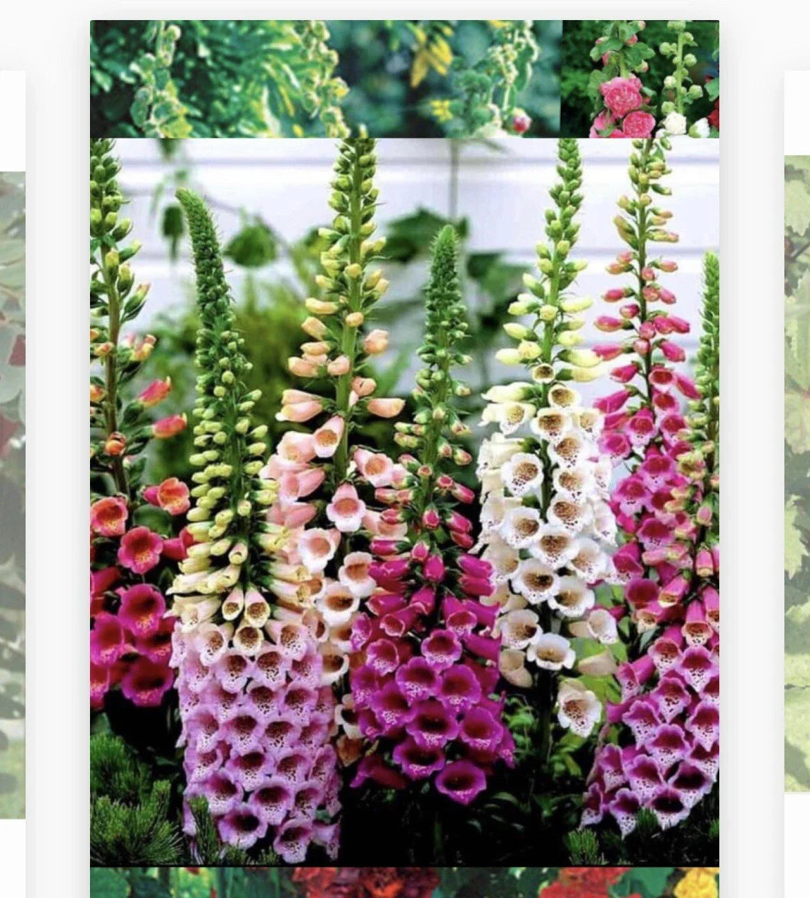 Foxglove Seeds - 1000 Heirloom Non-GMO Seeds - Digitalis purpurea